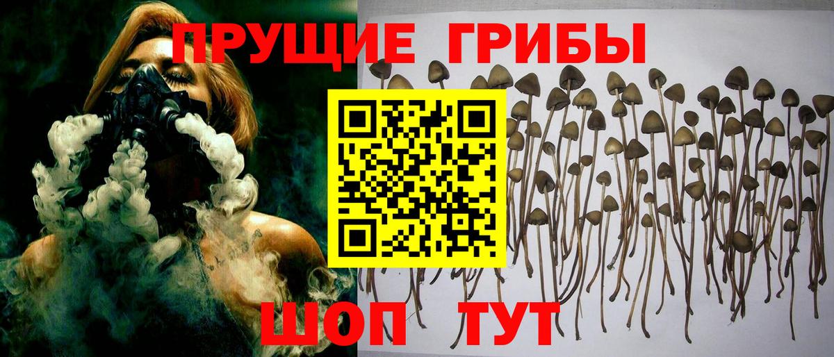 Псилоцибиновые грибы мухоморы  где купить   Малгобек  Вход с VPN 